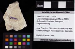 Foto (Objket + Etiketten) von Longodromites excisus (von Meyer, 1857) 